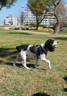 Finnegan